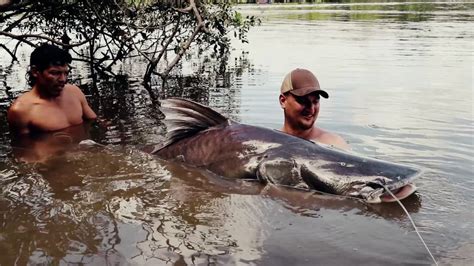 SURINAME - PIRAIBA FISHING - TRAILER - ANDREE'S EXPEDITIONS - YouTube