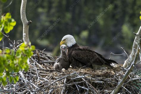 Bald Eagle Nesting - Stock Image - F031/9219 - Science Photo Library