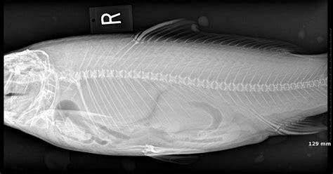 Swim Bladder Disease in Fish - Fish Vet