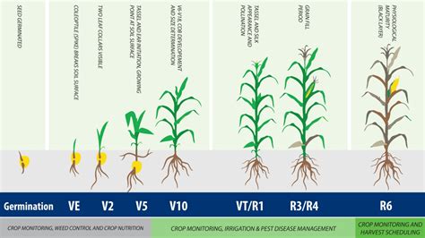 Corson Maize Crop Scouting Guide | Growing Maize | Corson Maize