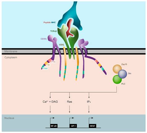 TCR structure and T cell activation pathway. The TCRαβ recognizes the ...