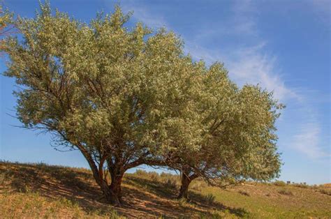 Russian Olive: A Thorny Menace - Rooted In Cheyenne