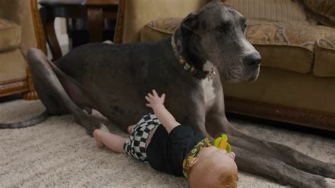 Zeus, the world’s tallest dog, has died following leg amputation ...