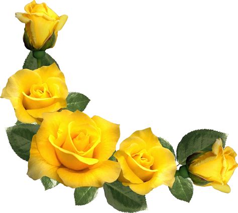 Yellow Rose Floral Border Png 1 Png Image - vrogue.co