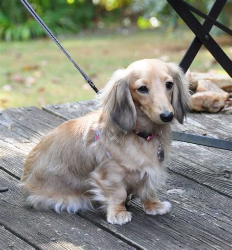 English cream long haired daschund - want want want!!!!! | Puppies, Weenie dogs, Dogs and puppies