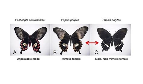 Supergene Controls Batesian Mimicry In Butterflies – Asian Scientist Magazine