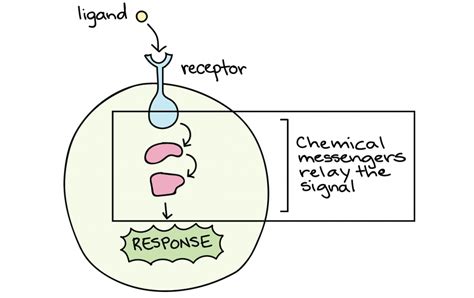 Intro to Chemical Signaling and Communication by Microbes | Organismal Biology