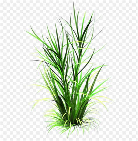 Grass Leaf Texture PNG Transparent With Clear Background ID 81011 | TOPpng