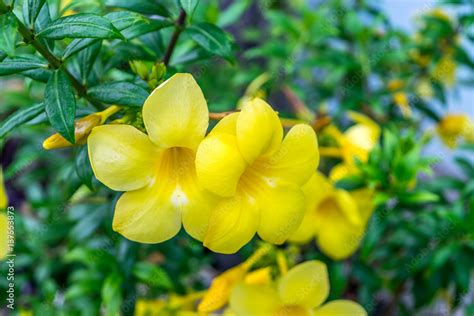 Flower (Allamanda cathartica) Stock Photo | Adobe Stock