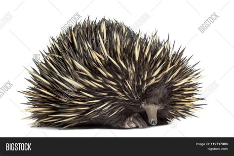 Short-beaked Echidna Image & Photo (Free Trial) | Bigstock