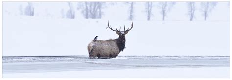 Enjoying Your Snow-Filled Yellowstone Adventure