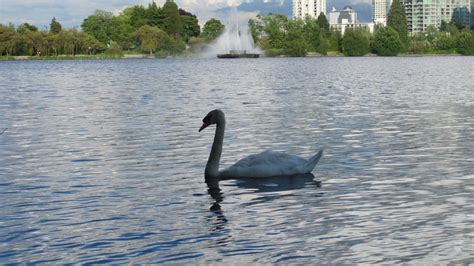 Free Images : nature, lake, animal, vancouver, stanley park, fauna, swan, canada, vertebrate ...