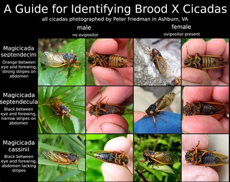 Cicada Broods 2024 Illinois - Irena Saloma