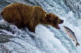 Bears eating salmon |Funny Animal