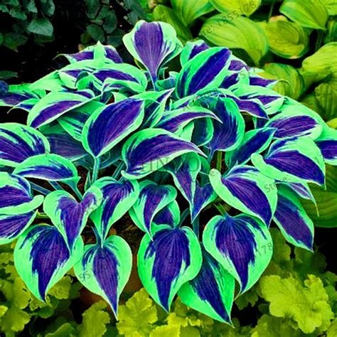 150pcs/bag, Hosta Plants Bonsai Perennials rare Lily Flower Shade Hosta Flower Plantas Plants ...