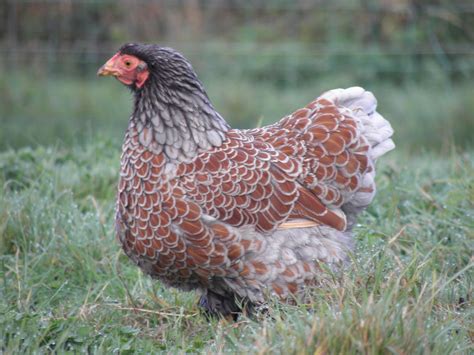 Wyandotte | Wyandotte chicken, Chickens, Laying chickens breeds