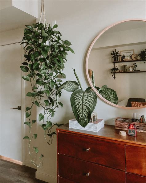 Best Houseplants for Beginners: Pothos | Plant decor indoor, Room with plants, Bedroom plants