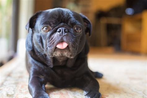 Black Pug: The Complete Care Guide | Perfect Dog Breeds