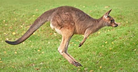 How High (And Far) Can A Kangaroo Jump? - AZ Animals