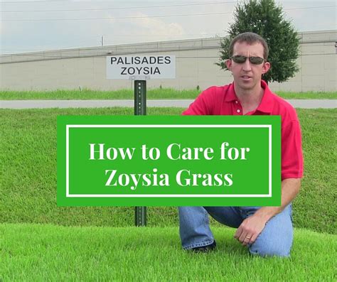 How to Care for Zoysia Grass - Houston Pearland Sugar Land Katy