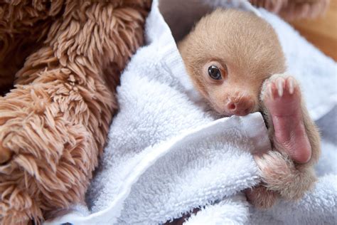 Cute Sloth Pictures: Adorable Photos of Sloths | Reader's Digest