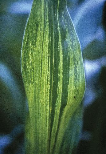 Mosaic virus symptoms on maize leaf | Maize leaf showing sym… | Flickr