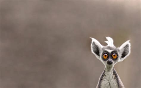 Lemur wallpaper | 1680x1050 | #46414