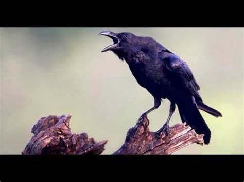 Raven Sound | One Hour - YouTube | Raven sounds, Raven, Raven tattoo