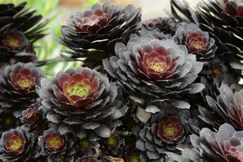 12 Stunning Types of Purple Succulents - Kavland