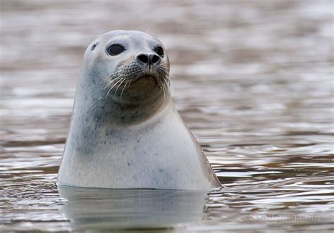 Exploding Arctic Seal Populations: Is Climate Change to Blame ...