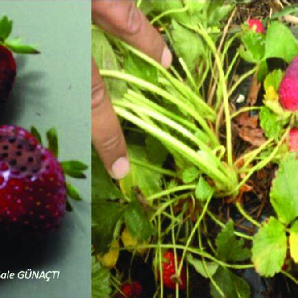 Symptoms of Antracnose (Cercospora fragariae) in strawberry plants. | Download Scientific Diagram