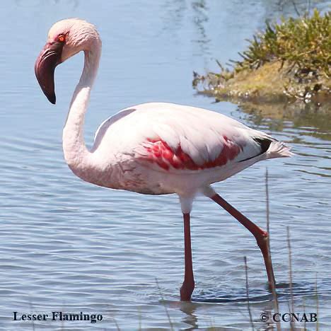 Lesser Flamingo (Phoenicopterus minor) - North American Exotic Flamingos - Birds of North America