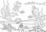 Ecosystem Drawing At GetDrawings  Free Download sketch template