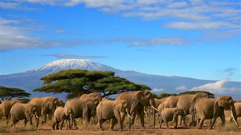 Amboseli National Park - Explorer Kenya Safaris | Kenya Safari Holidays