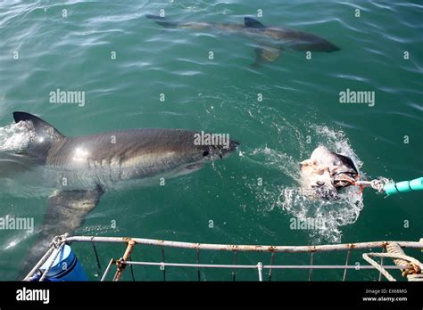 Great White Shark Cage diving in Mossel Bay, Südafrika Stockfotografie - Alamy