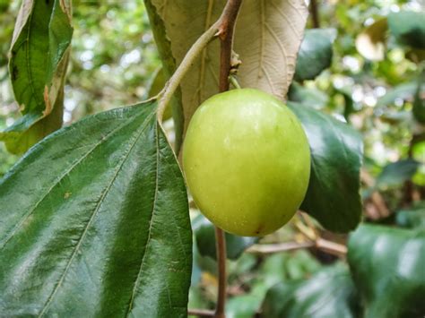 Sri Lankan Apple Tree ~ mihisaraTUBE