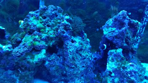 Clearing up a Green Algae Bloom in my 75 Gallon Saltwater Tank - The ...