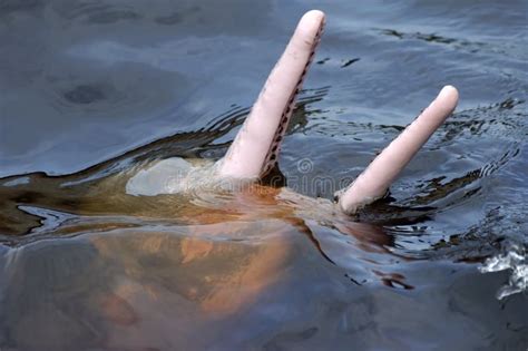 AMAZONIAN DOLPHIN (boto) stock photo. Image of amazonian - 60802512