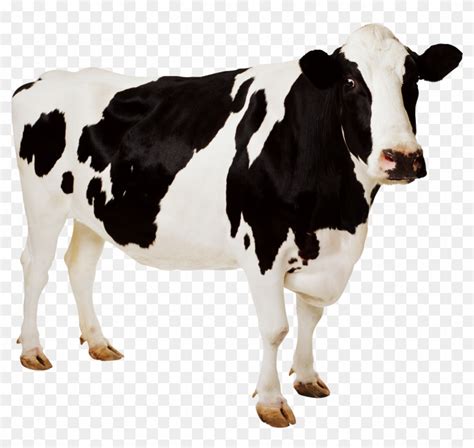 Holstein Dairy Cow Clipart - Farm Animals: Photographic [book] - Free ...