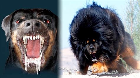 Top 10 Most Dangerous Dog Breeds - i Top Ten List