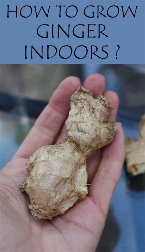 How To Grow Ginger Indoors ? - GardenTipz.com