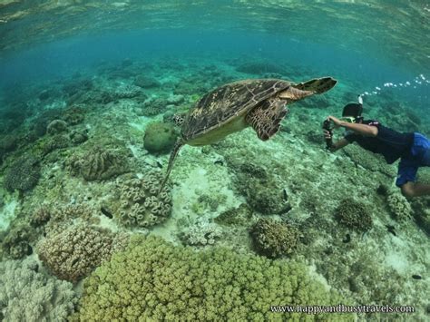 Apo Island Dumaguete Philippines 50 - Capturing the moment from a cam - Katipanan Reef The ...