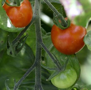 baby tomatoes | Early spring tomatoes on the vine. | Terry | Flickr