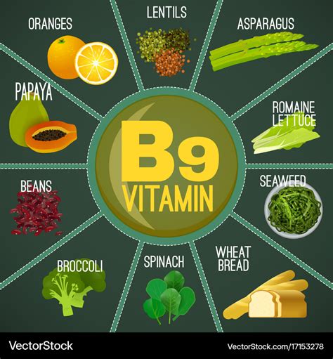 Vitamin b9 food Royalty Free Vector Image - VectorStock