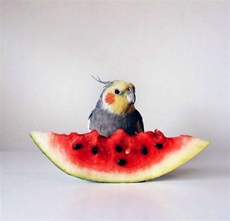 Cockatiels: Tiny Cockatoos, Coral Cheeks, The Second Most Popular Choice Of Pet Bird | The Pets ...