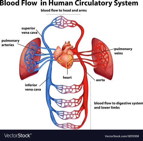 Human Circulatory System Vector Illustration Diagram Blood Vessels ...