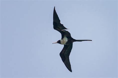 Lesser Frigatebird – Birds of Singapore