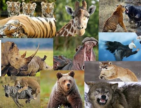 animales salvajes - Buscar con Google | Animales salvajes, Animales ...