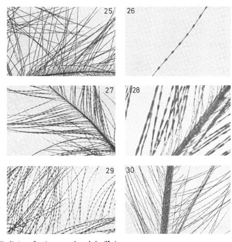 Unraveling the Wonders of a Feather's Detailed Structure Under the Microscope