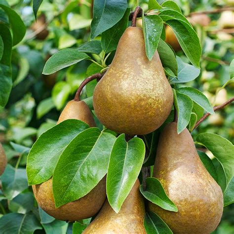 Bosc Pear Trees for Sale – BrighterBlooms.com